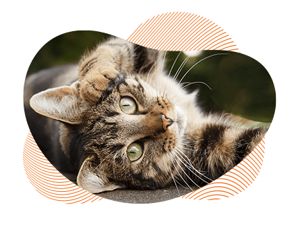 Auberge pour chat Chanteloup, Auberge pour chat Chartres-de-Bretagne, Auberge pour chat Bain-de-Bretagne