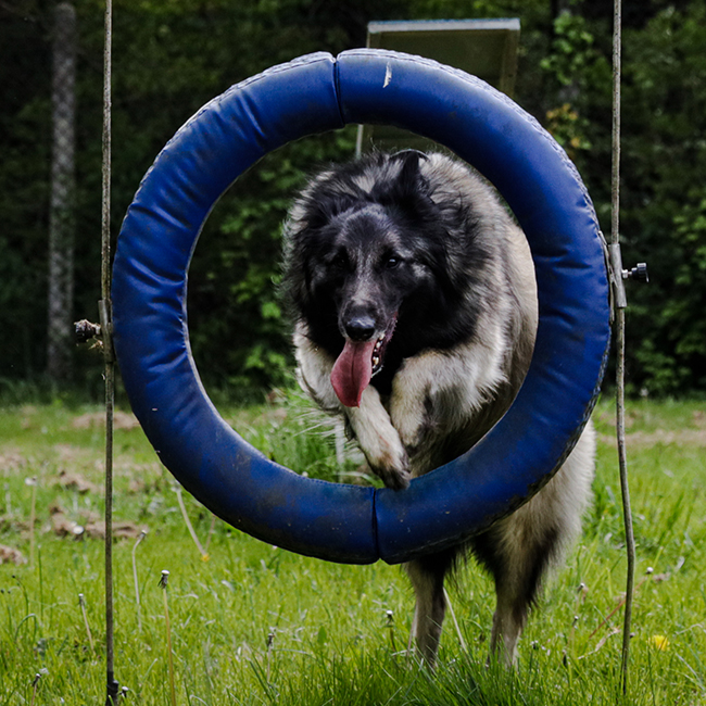 Education canine Chanteloup, Education canine Chartres-de-Bretagne, Education canine Bain-de-Bretagne