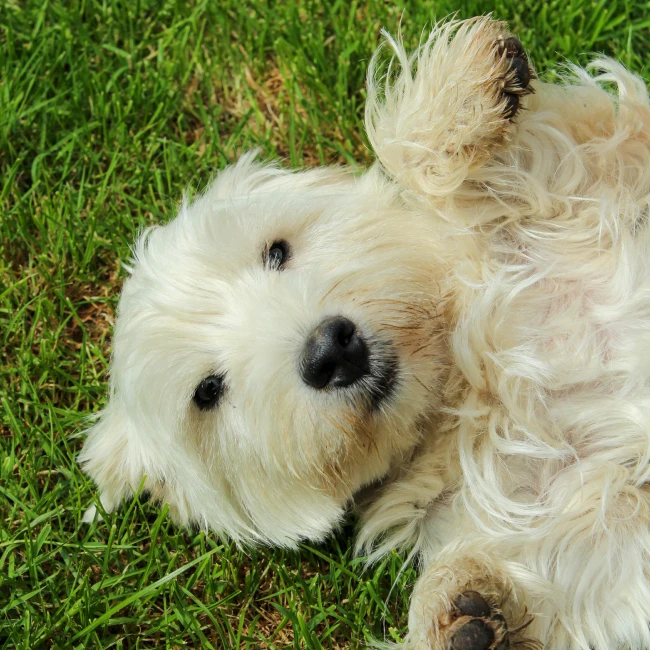 Education canine Chanteloup, Education canine Chartres-de-Bretagne, Education canine Bain-de-Bretagne